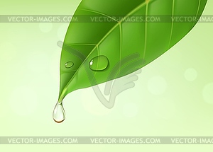 Green leaf with essential oil drop or water splash - vector image