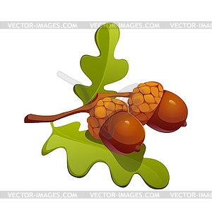 Cartoon autumn acorns attached to green oak leaf - vector clip art