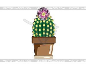 Cactus in the pot  - vector clipart