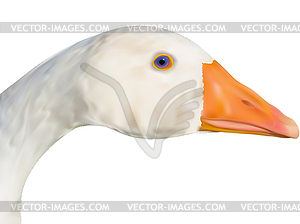 Goose head - stock vector clipart