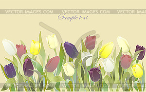 Tulip цветы границу. Поздравительная открытка с тюльпанами. - векторное изображение EPS