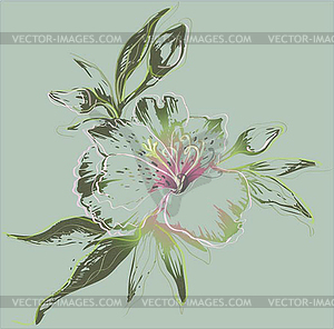 Greeting card with alstromeriya. alstromeriya. Bea - vector clipart