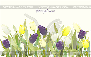 Bouquet of tulips . Buds and flowers of tulips. - vector clipart