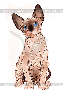 Portrait of Canadian sphinx cat - vector clipart