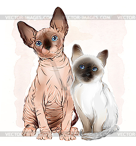Portrait of Canadian sphinx cat and thai kitten on - vector image