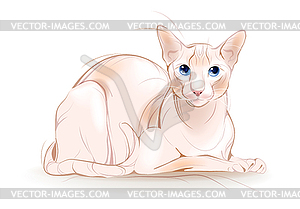 Portrait of Canadian sphinx cat - vector image