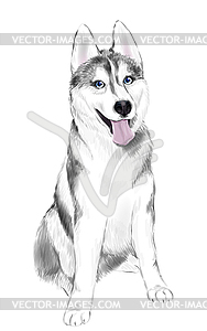 White And Gray Adult Siberian Husky Dog Or - vector clipart / vector image