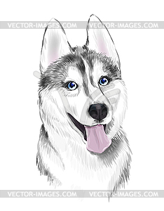 White And Gray Adult Siberian Husky Dog Or - vector clipart