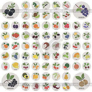 Fruits and berries - royalty-free vector clipart