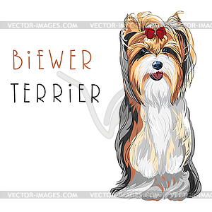 Funny Biewer Yorkshire Terrier dog sitting - vector image