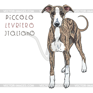 Italian Greyhound Dog breed - royalty-free vector image