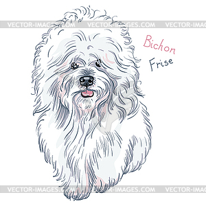 Белая милая собака Bichon Frize breed - векторизованный клипарт