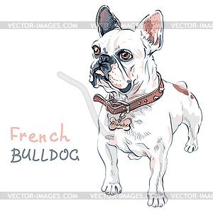 Sketch domestic dog French Bulldog breed - stock vector clipart