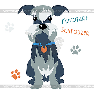 Miniature Schnauzer dog - vector clipart