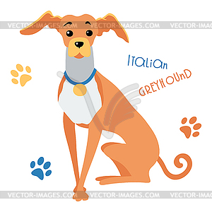 Sketch funny Italian Greyhound dog sitting - vector clip art