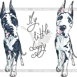 Spotted dog Great Dane breed - vector clipart