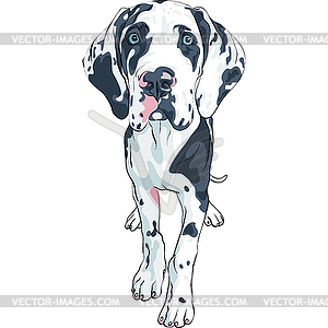 Spotted dog Great Dane breed - vector clipart