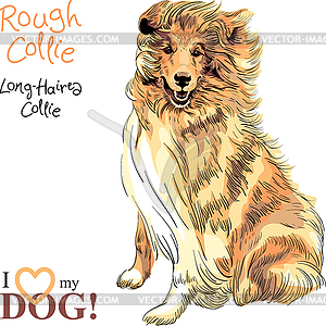 Dog Rough Collie breed - vector image