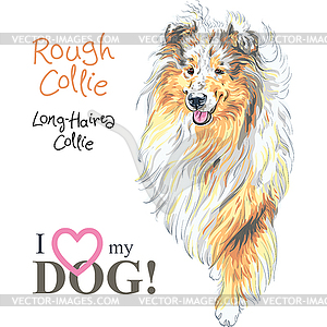 Dog Rough Collie breed - vector EPS clipart