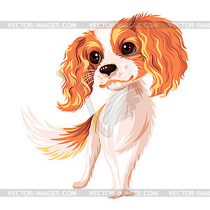 Собака Кавалер Кинг Чарльз спаниель - векторный клипарт / векторное изображение
