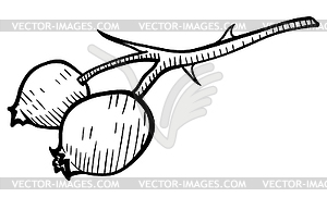 Twigs and berries - design element in pencil drawin - vector clipart