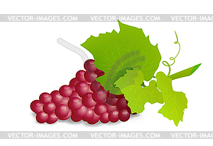 Grape branch with red grapes. Realistic illustartion - vector image