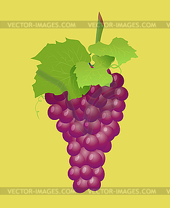 Grape branch with red grapes. Realistic illustartion - vector clipart