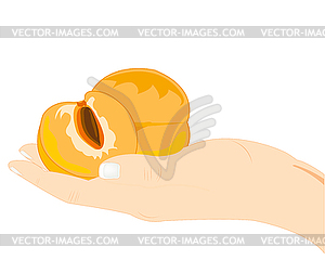 Fruits of peach on palm - vector clipart