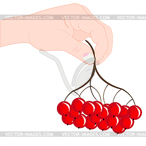 Berry in hand - vector image