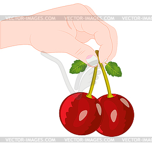 Berry cherry in hand - vector clipart