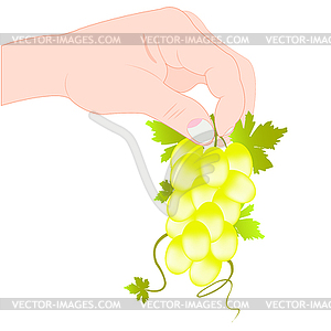 Рука держит виноград - иллюстрация в векторе