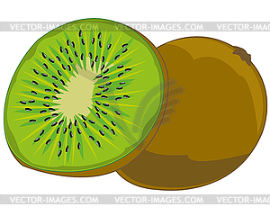 Tropical fruit kiwi - vector image