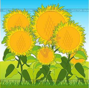 Field with sunflower - royalty-free vector image