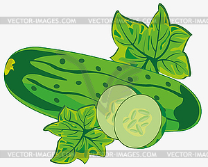 Vegetable ripe cucumber - vector image