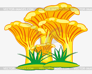 Edible mushroom chanterelle - vector EPS clipart