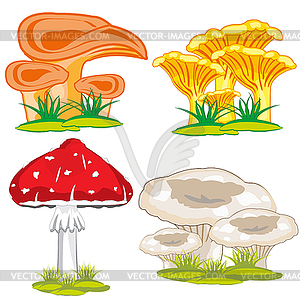 Edible and poisonous mushroom - vector image