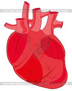 Internal organ of person heart - vector image