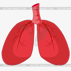 Organs of person light - vector clip art