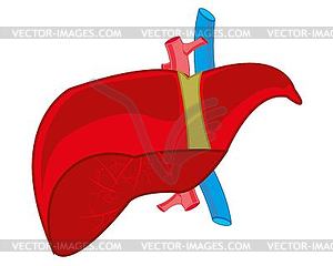 Internal organ liver - vector clip art