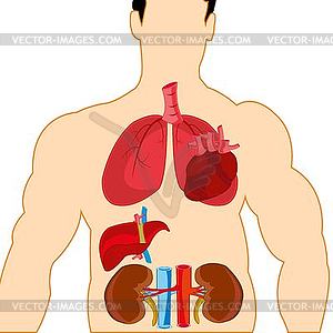 Drawing internal organ in tele person - vector clip art