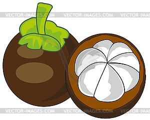 Exotic fruit mangosteen is insulated - color vector clipart