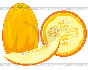 Fruit melon is insulated - vector image