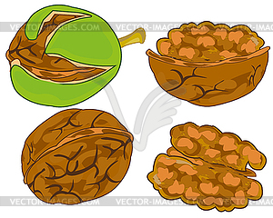 Fruit walnut is insulated - vector EPS clipart