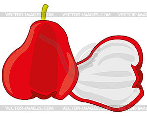 Fruit Chompu is insulated - vector clipart