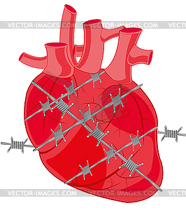 Сердце человека запуталось в колючей проволоке - изображение в векторе / векторный клипарт