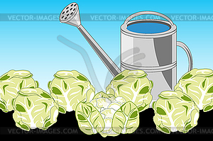 Harvest of cabbage on area and sprinkling can - vector EPS clipart