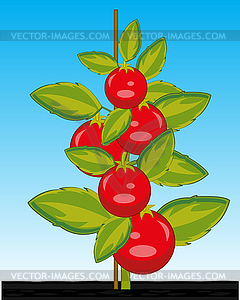 Bush ripe red and juicy vegetables tomato - vector image