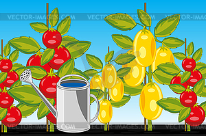 Sort tomato red and yellow in ground - vector image