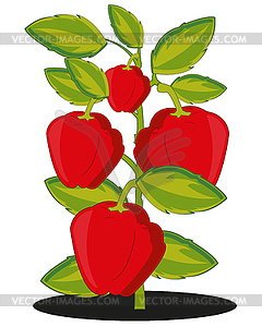 Bush with ripe red pepper in ground - royalty-free vector clipart