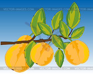 Branch with ripe fruit discharges on background sky - vector clip art